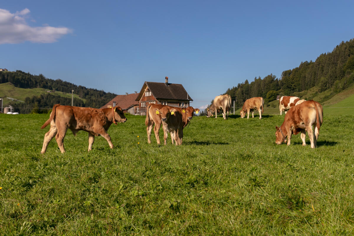 Nachhaltiger Fleischkonsum