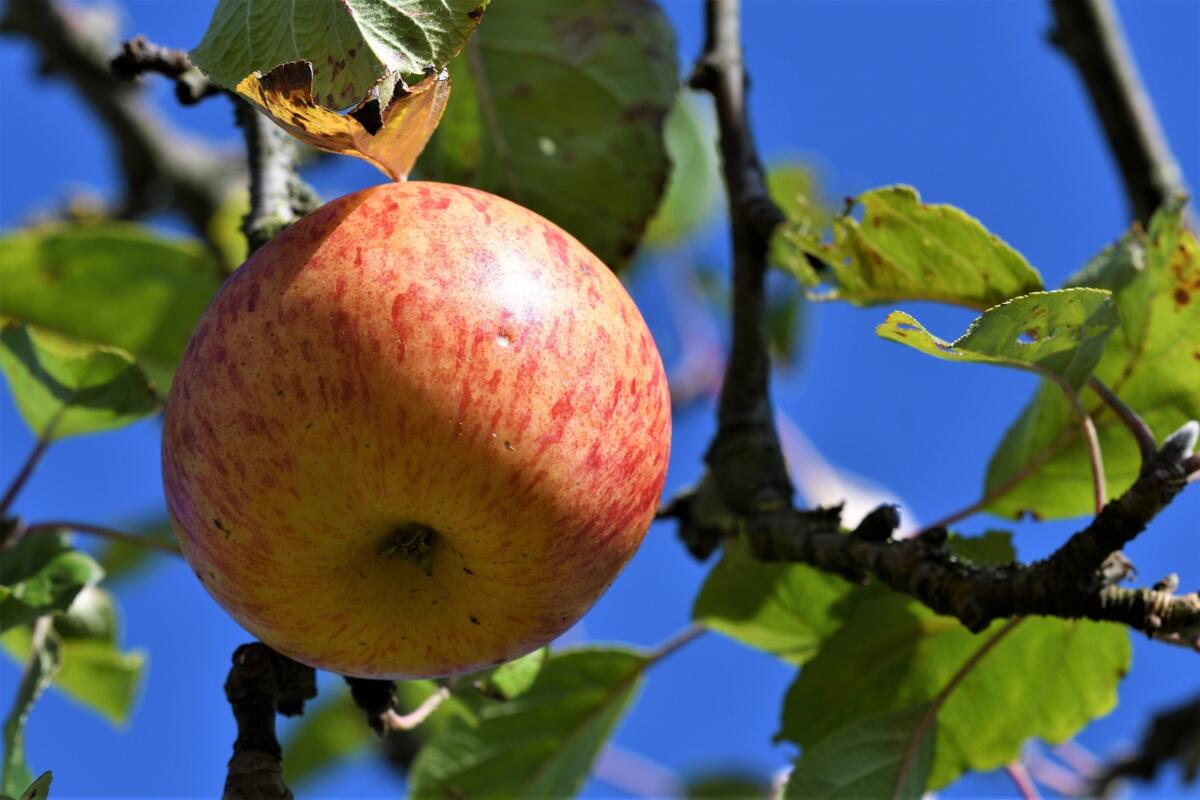 Des jus de fruits suisses primés