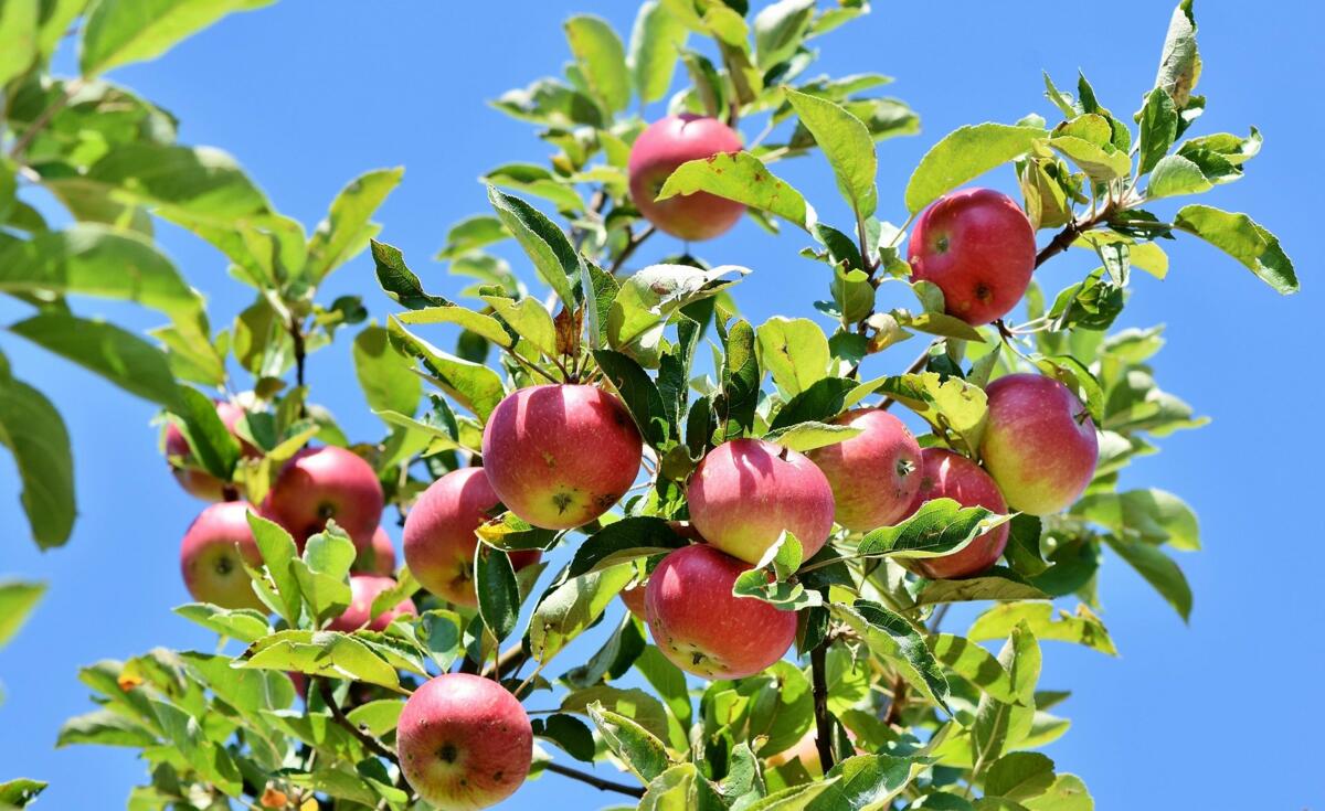 apples-g463840536_1920