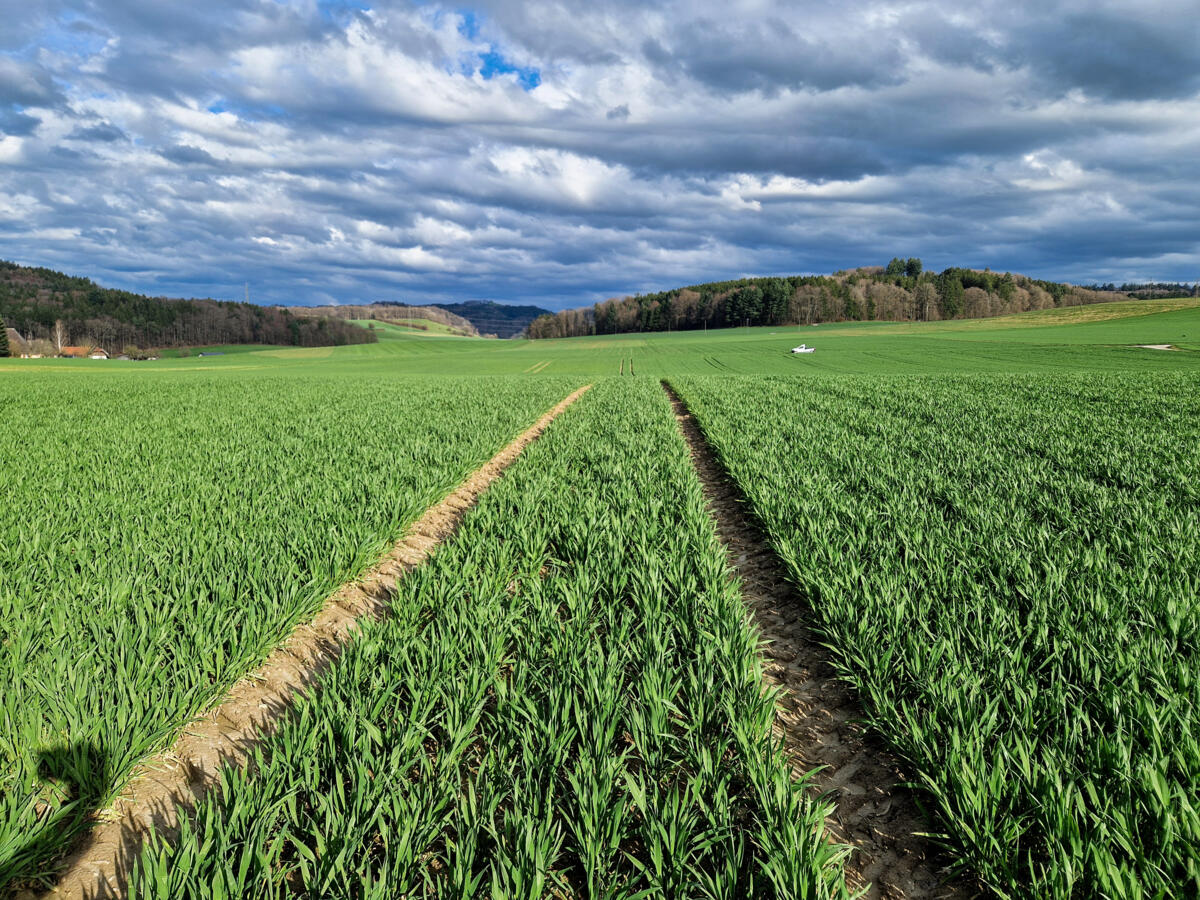 Getreide  gegen Unkraut behandeln