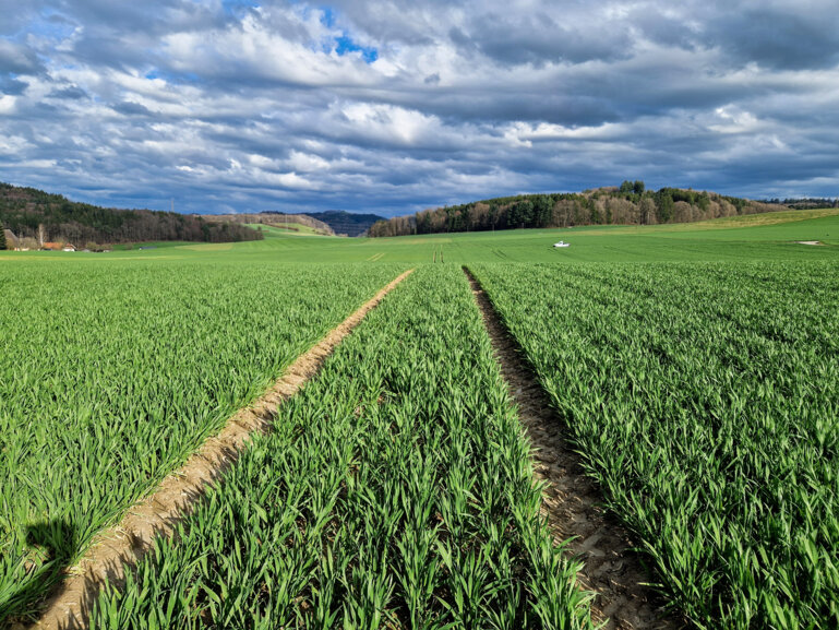 Arina Ende Bestockung 2024