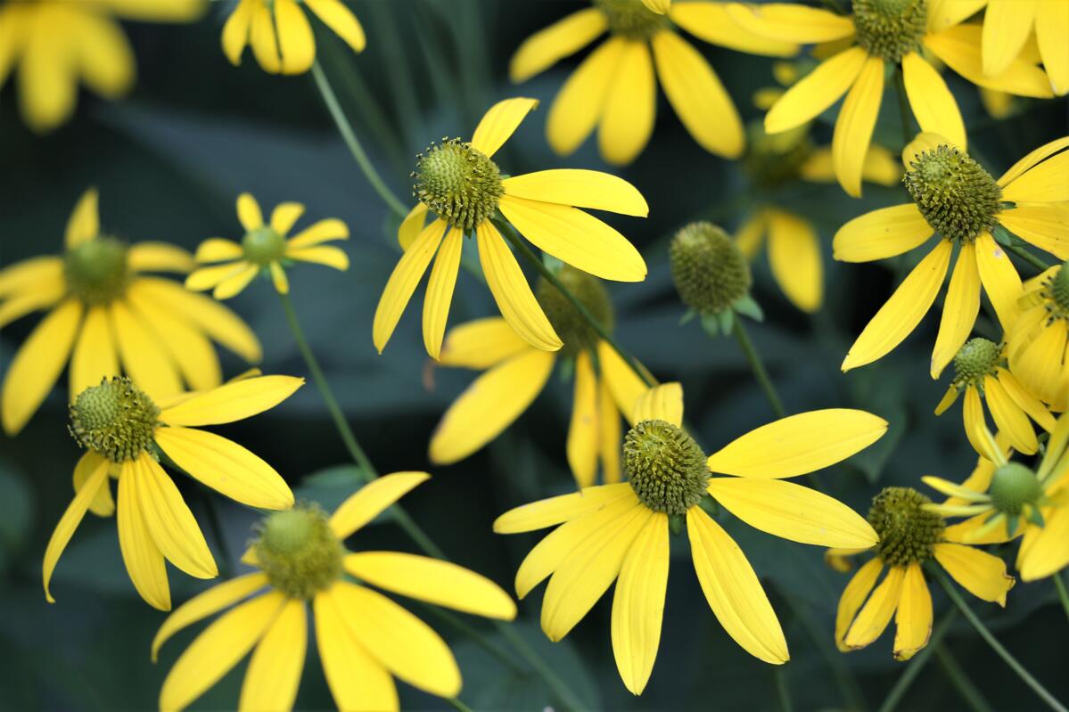 L’arnica est utilisée depuis des siècles en médecine populaire. Hildegarde de Bingen la mentionnait déjà, et elle compte encore aujourd’hui parmi les pl...