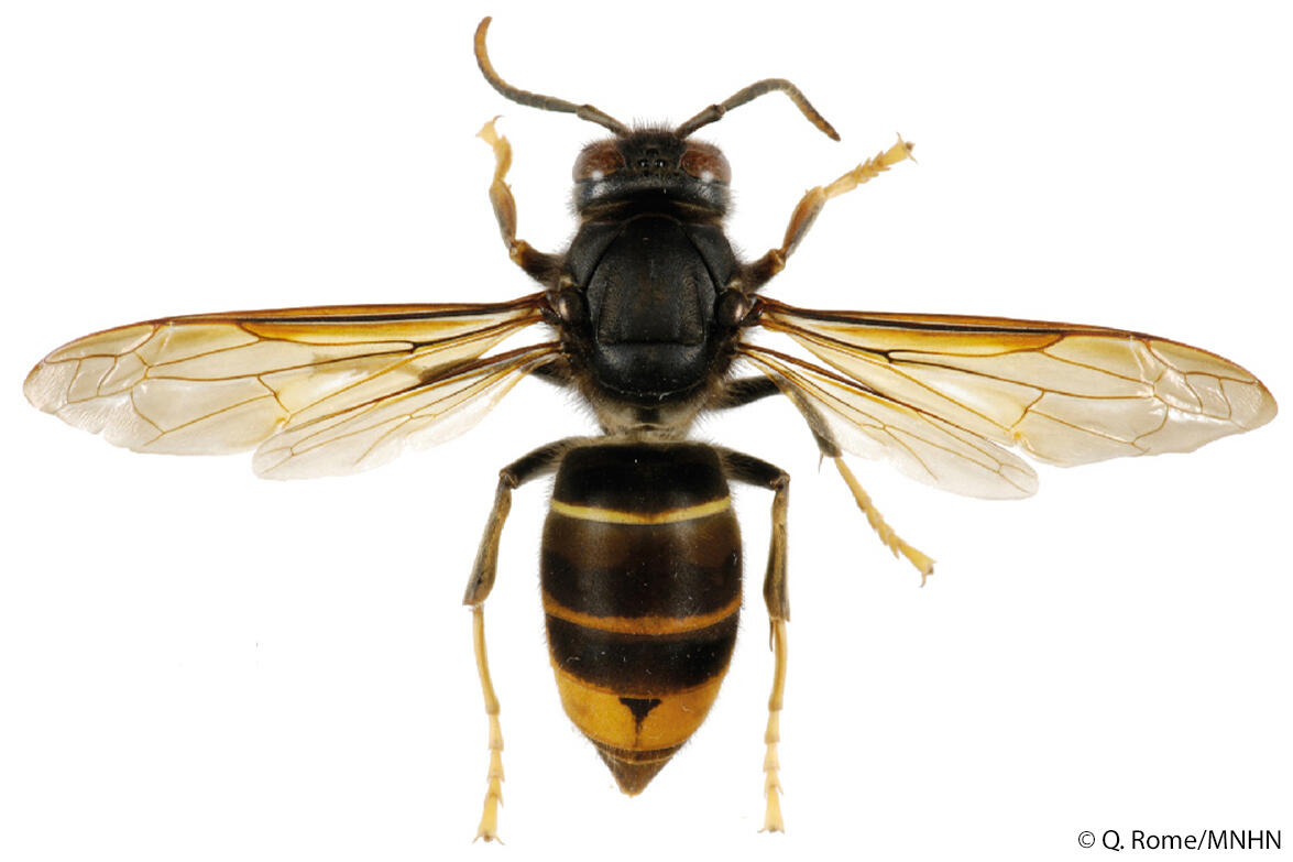 Sie ist etwas kleiner als die einheimische Hornisse. Ihre Hauptfarbe ist schwarz mit dünnen gelben Streifen auf dem Hinterleib und ihre Beinenden sind g...