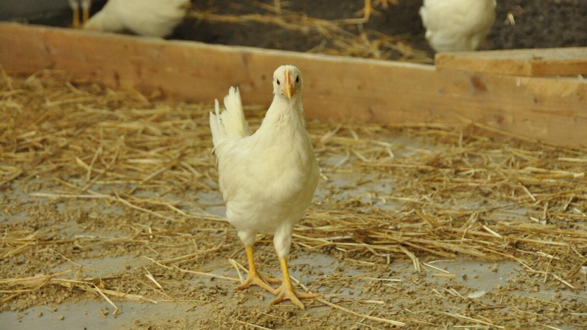 Aufgrund der sich verbreitenden Vogelgrippe darf das Geflügel in den Niederlanden nicht mehr nach draussen.