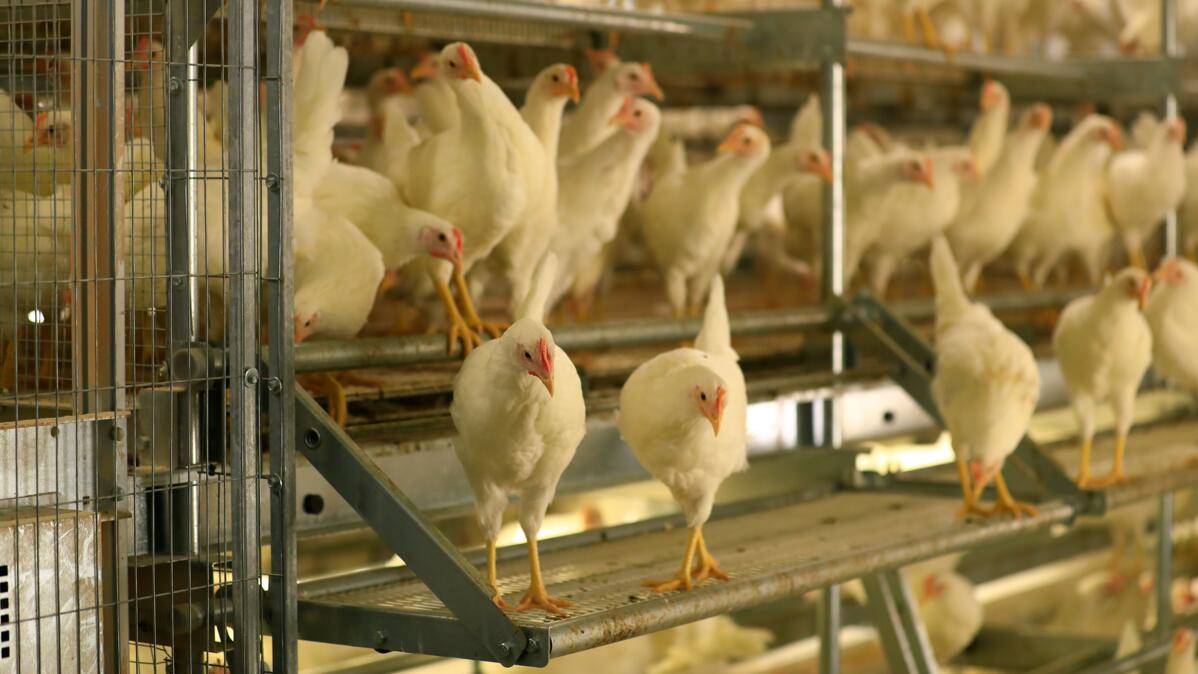 L’aide du vétérinaire: Mes poules sont-elles malades ?