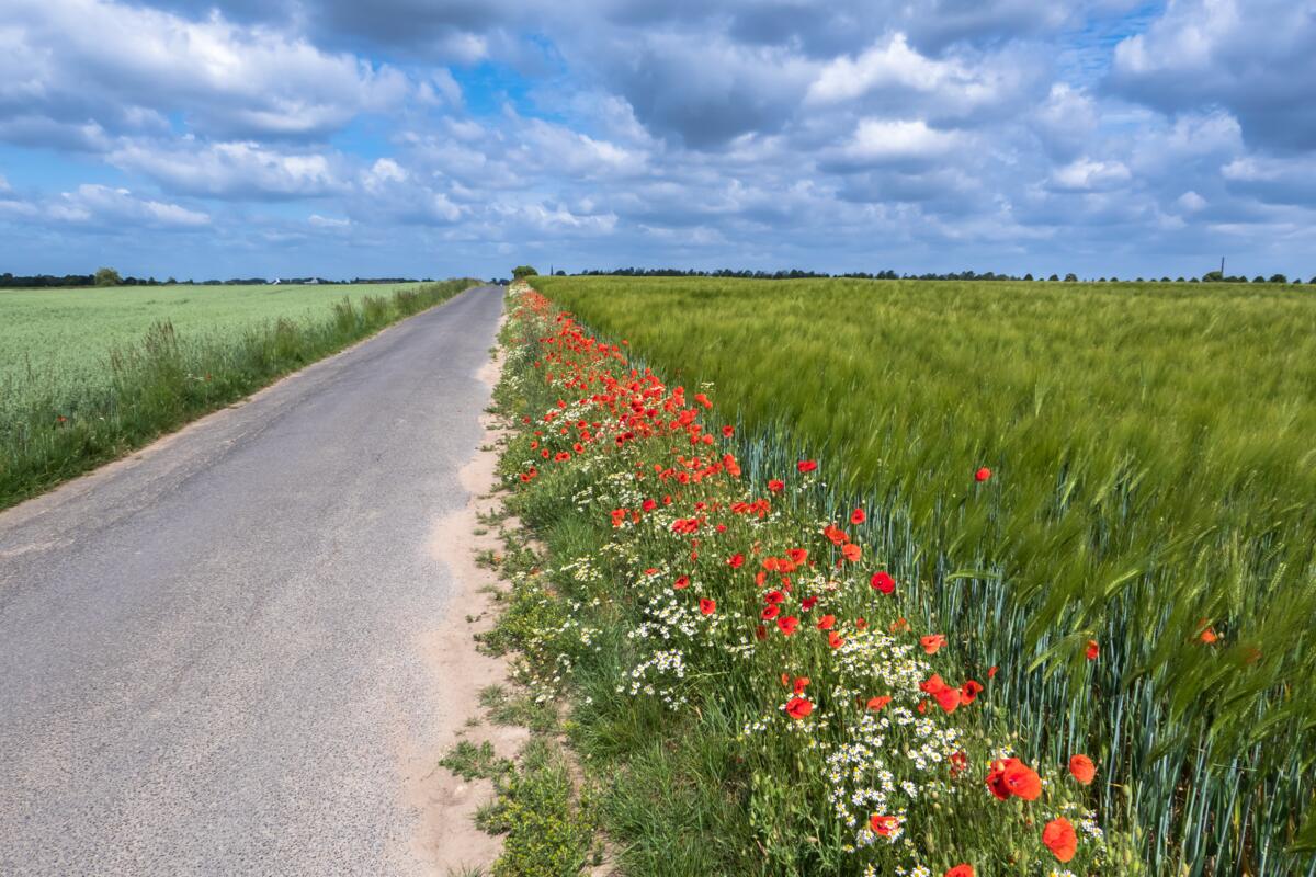 Bandes fleuries et haies – lutter contre les ravageurs tout en favorisant la pollinisation et le rendement?