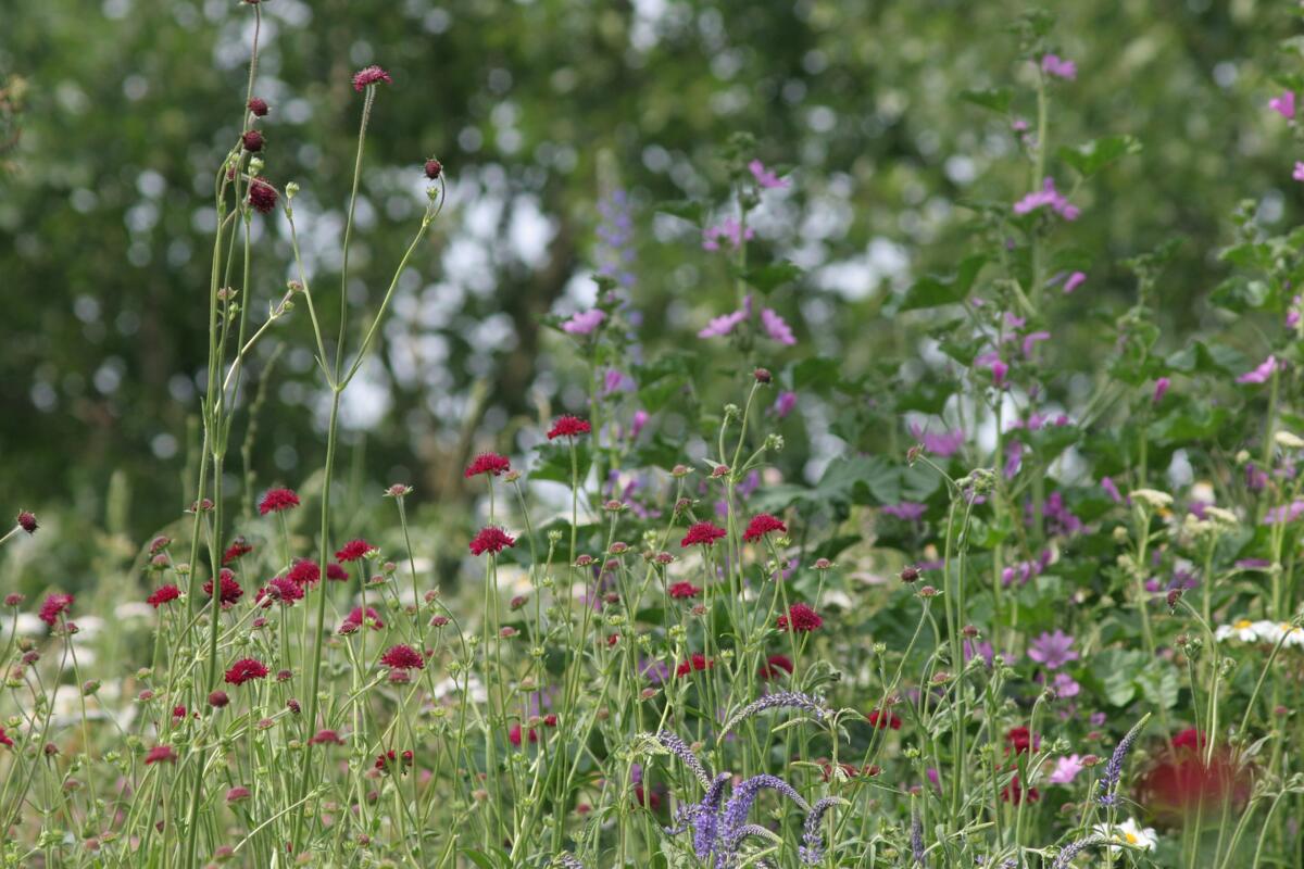 Familles paysannes : faites fleurir la Suisse !