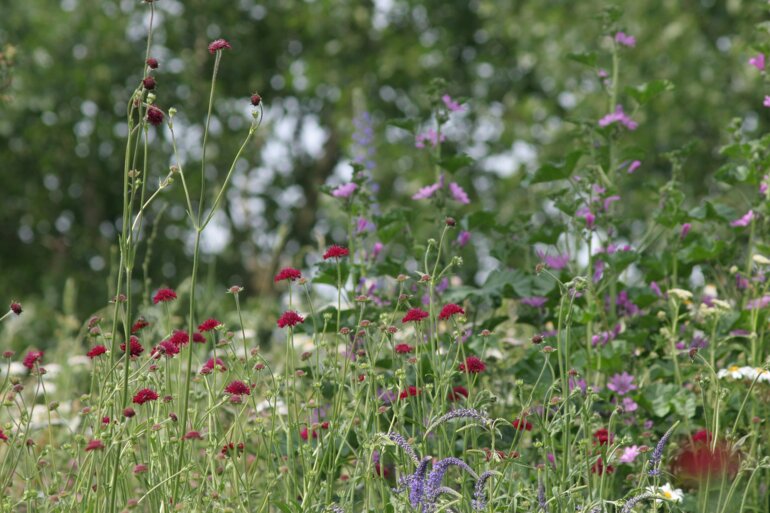 bandes de fleurs_pixabay_schreti