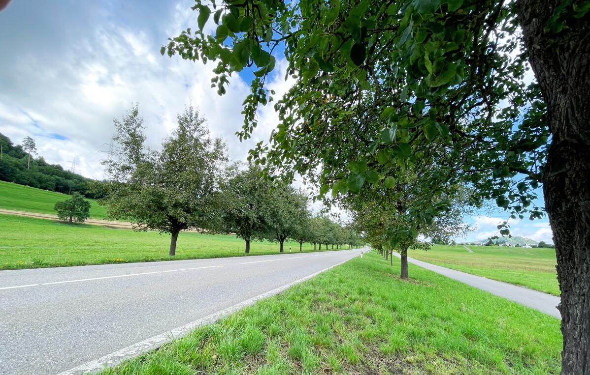 La plantation le long de la route principale près de Mägenwil a été réa lisée en collaboration avec le canton d’Argovie. Pour les arbres fruitiers d’une...