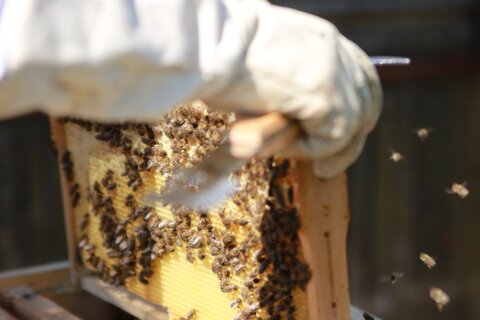 bees-5028160_1920