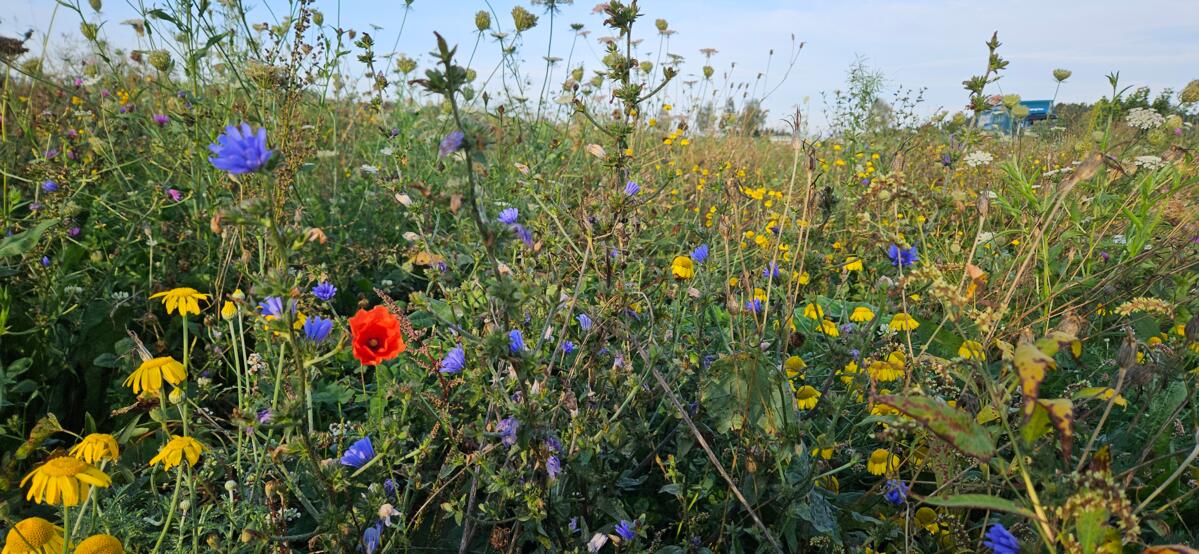 Pflege der Biodiversitätsförderfläche