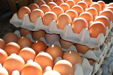 bhaag0919-fresh-eggs-2581036 (1)