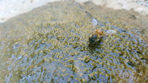 Biene_Wasser_F_pixabay