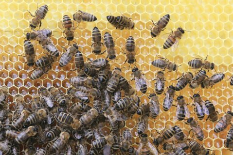 Bienen_Wabe_pixabay_F