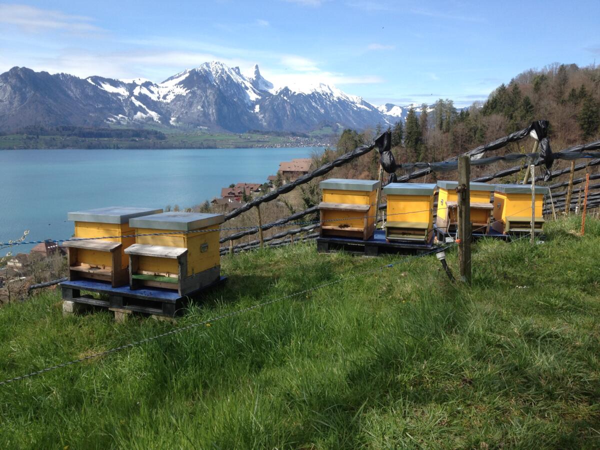 Abeilles sur le lac de Thoune.