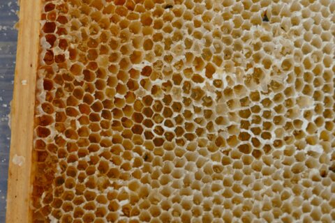 Bienenwaben_2022_Pixabay_D