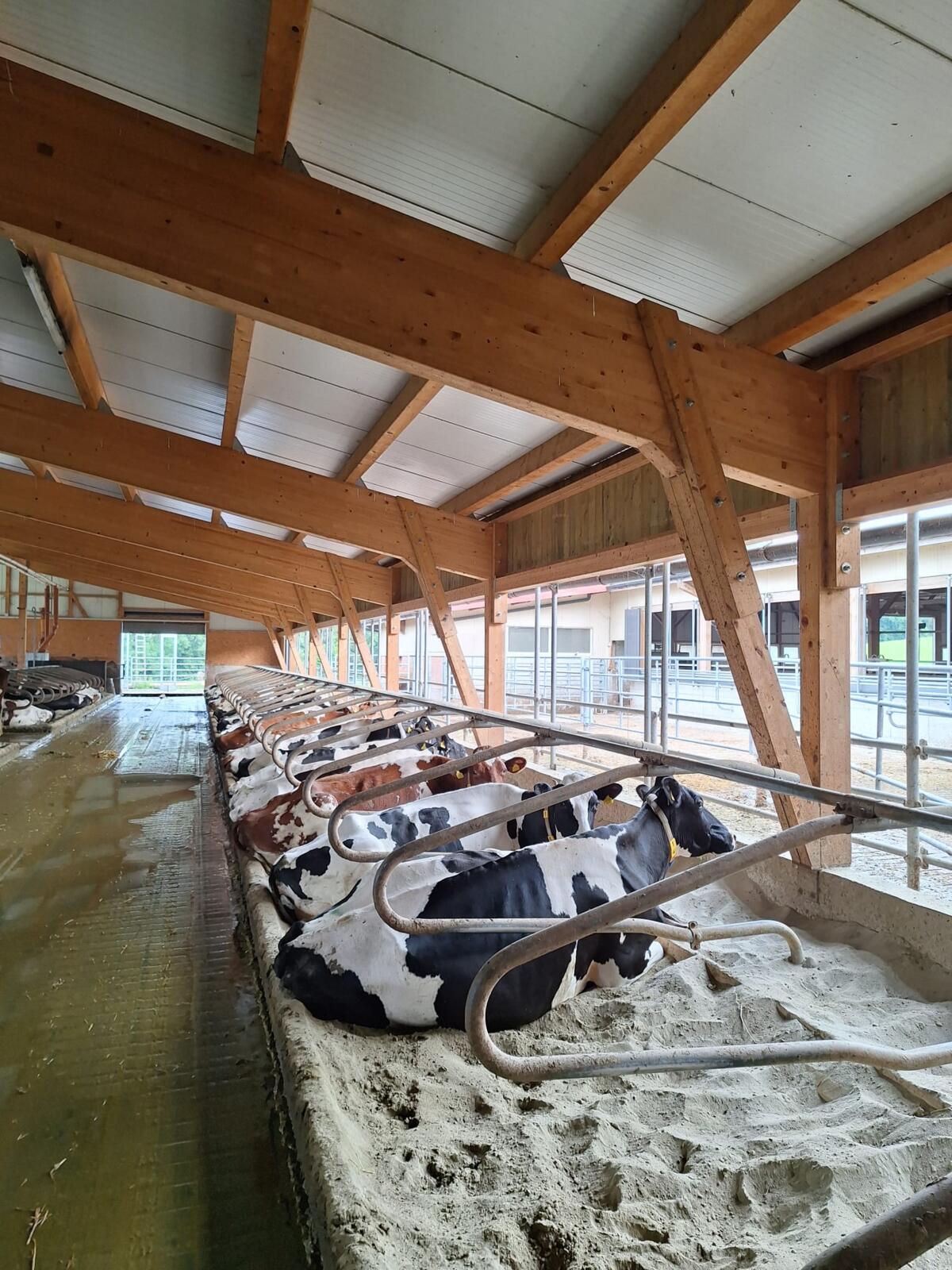 Des logettes avec du sable sont confortables. Idéalement, la barre de nuque et la poutre frontale pourraient être légèrement avancées. Photo : Edith Par...