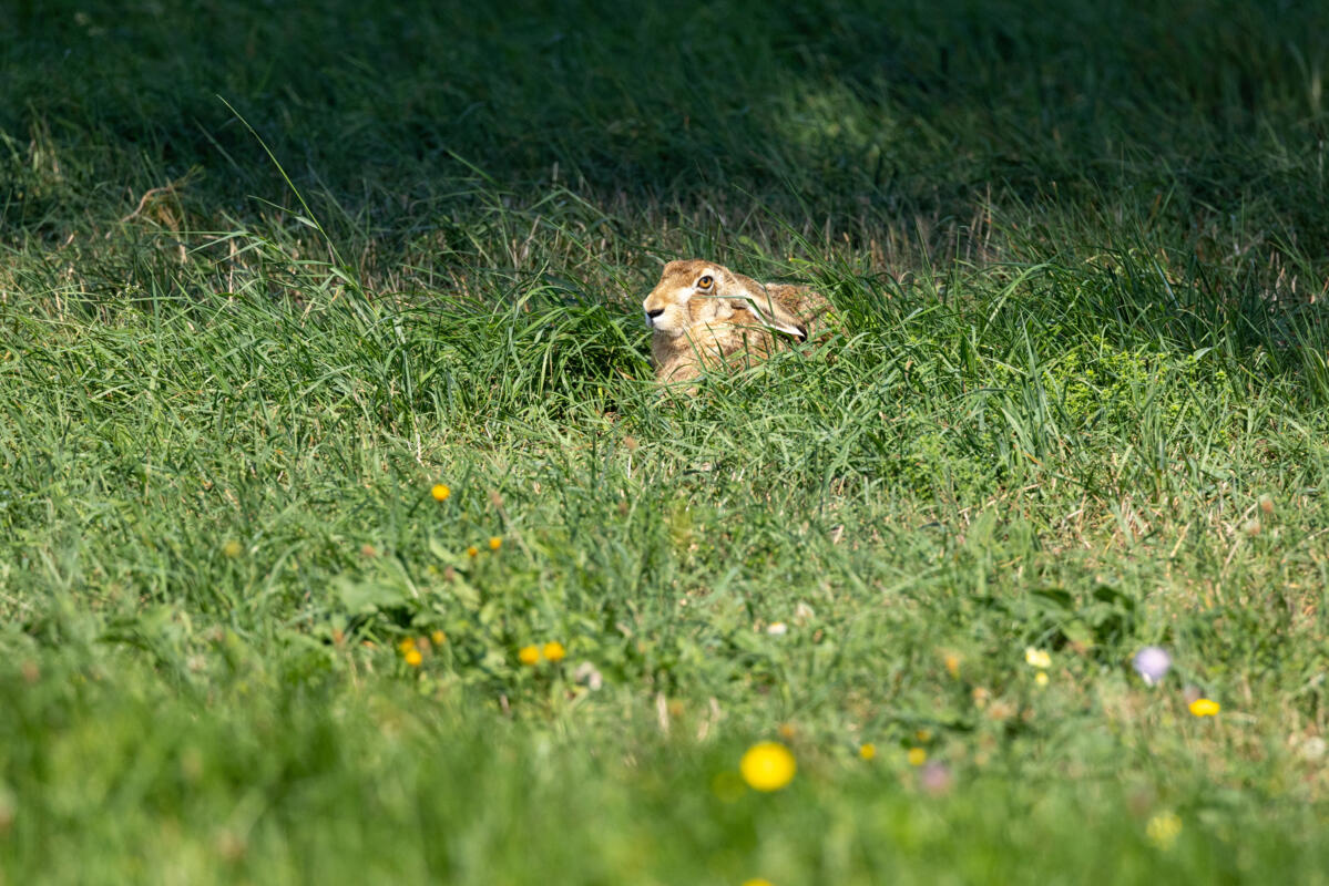 Ein Hase duckt sich mit angelegten Ohren in seiner Sasse. Der Feldhasenbestand im Gebiet ist erfreulich gross. Viele Landwirte lassen in ihren extensiv...