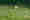 Bild Feldhase