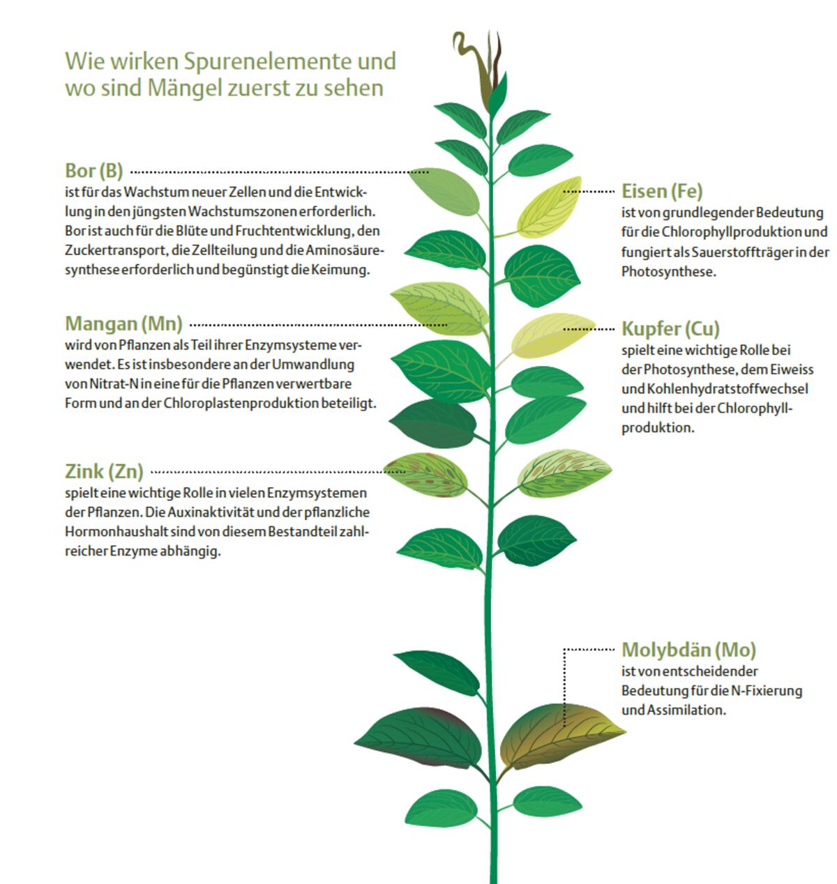 dünger für jasmin Flüssigdünger für Jasmin