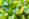 alt_text