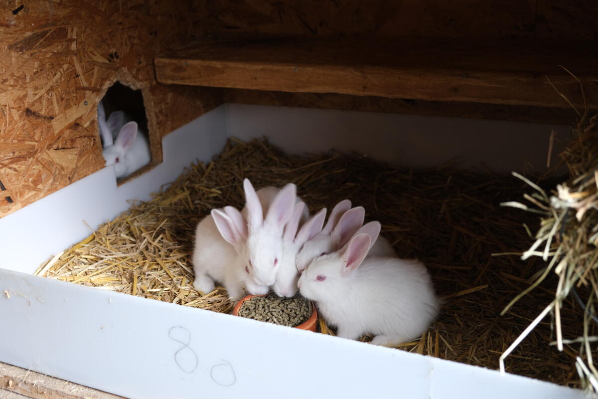 Engraissement des lapins : un marché à fort potentiel