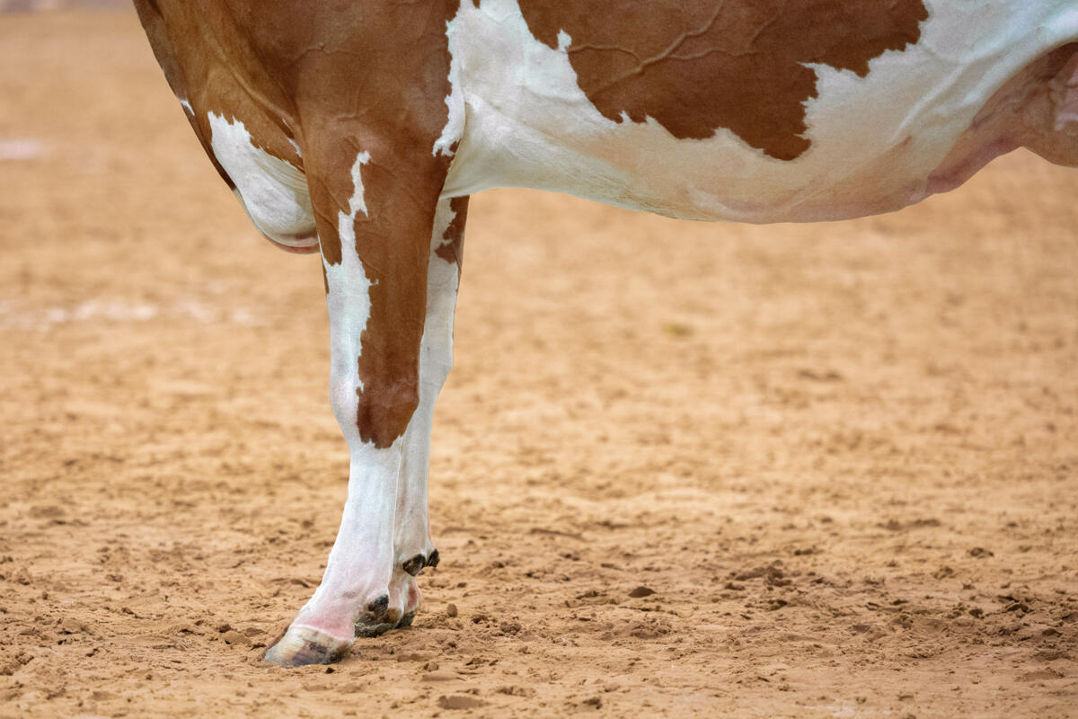 Gesunde Klauen beginnen am Futtertisch