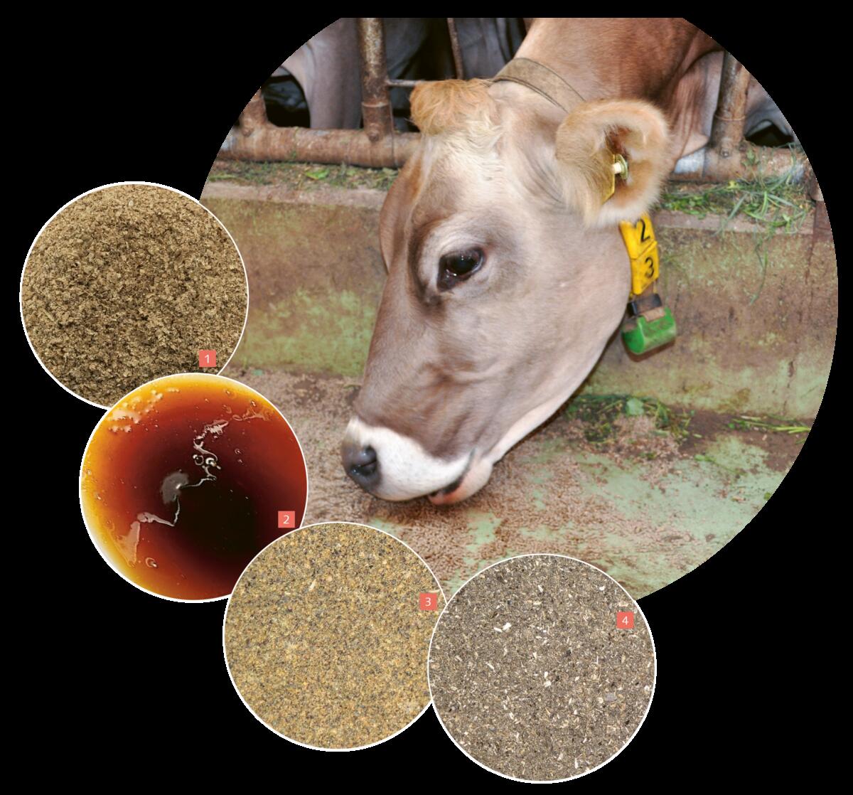 1 = son de blé ; 2 = mélasse ; 3 = tourteau de colza ; 4 = tourteau de tournesol. Il ne s’agit là que de quelques sous-produits issus de la transformati...