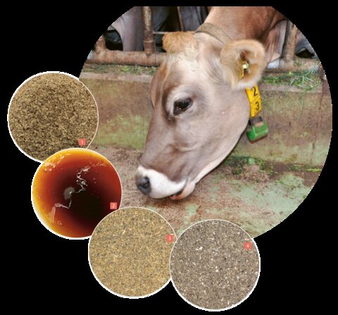 Bild_Kuh_Nebenprodukte_def.