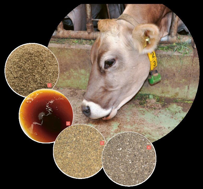 Bild_Kuh_Nebenprodukte_def.