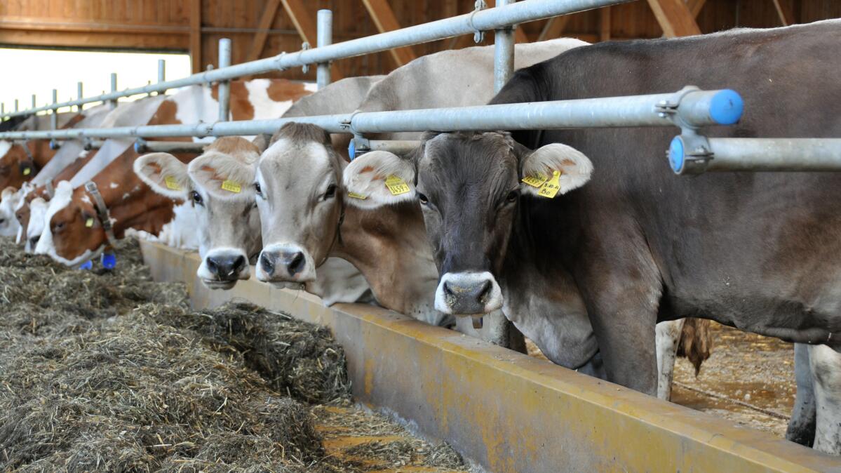 Production élevée à partir du fourrage de base