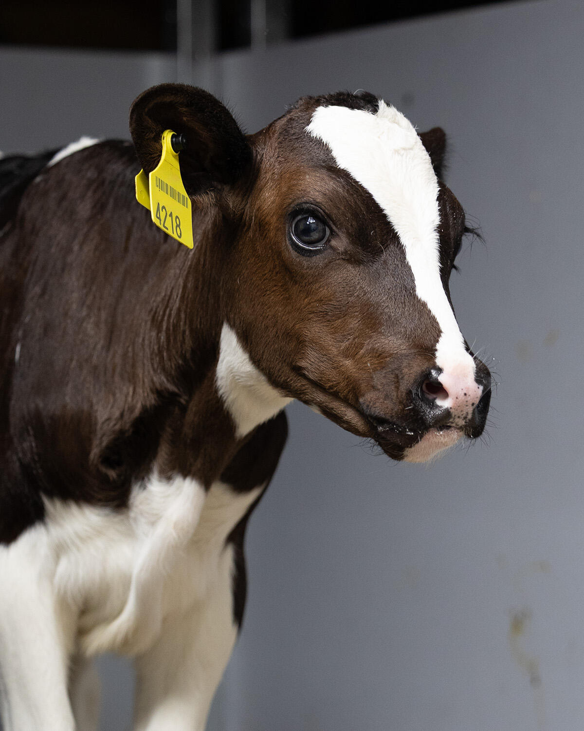 Que produisent les mycoplasmes dans les stabulations des veaux ?