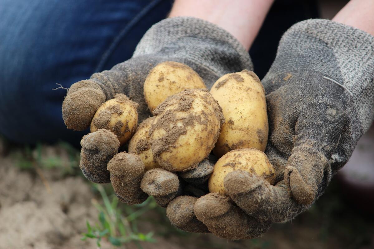 Durch die knappe Versorgung aus der Ernte 2023 wird der Bedarf an Frühkartoffeln im Frühsommer 2024 auch wieder leicht höher liegen, weshalb die Planung...