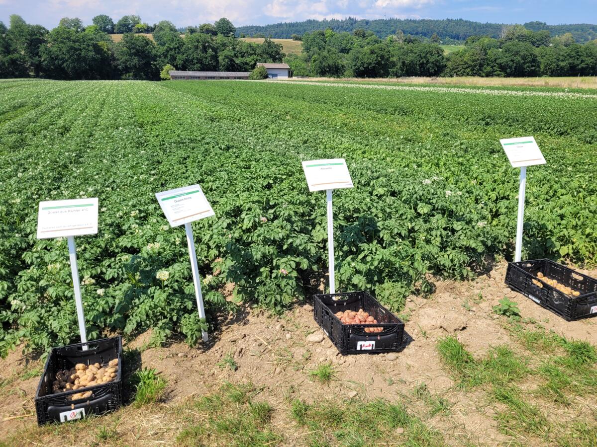 Am Kartoffelsorten-Posten konnten die Besucherinnen und Besucher verschiedene Sorten direkt im Feld vergleichen und deren Unterschiede erkennen. Eigensc...