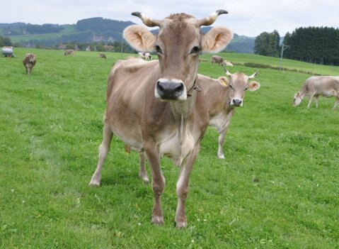 Bio-Kuh_Weide
