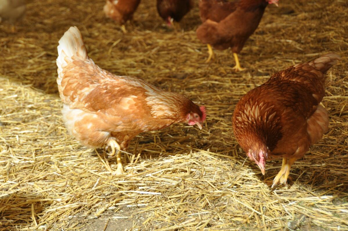 Cas de grippe aviaire chez des poules pondeuses dans le canton de Zurich