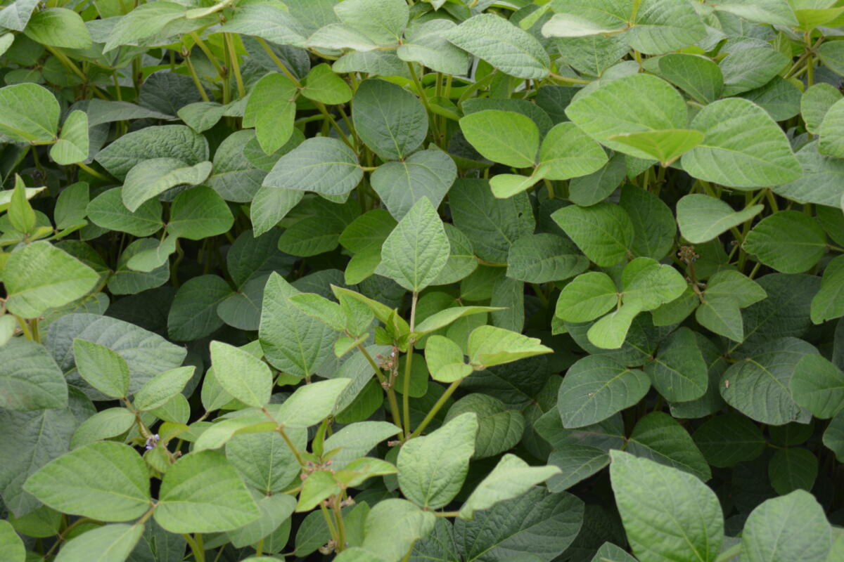 La demande en soja fourrager bio est particulièrement forte.