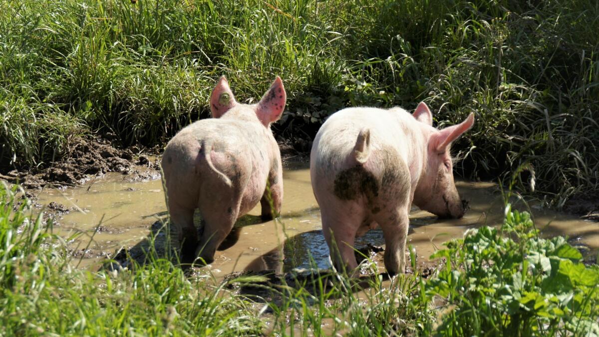 Weidehaltung ist innerhalb der Bio-Schweinehaltung nochmals eine Nische. Häufig erlauben Gewässerschutz-Auflagen diese Haltungsform nicht.