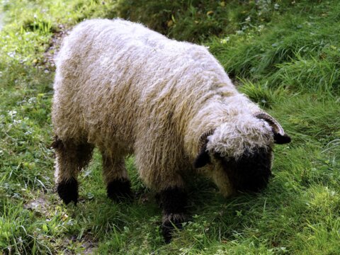 black-nosed-sheep-2686420_1920