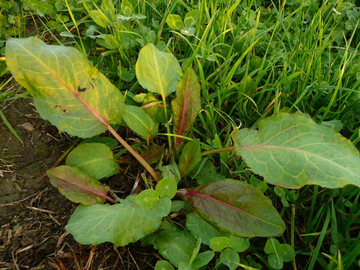 Blacken entziehen anderen Pflanzen Wasser und Nährstoffe