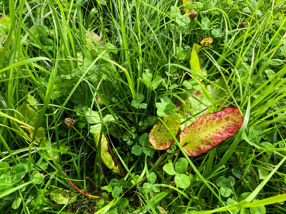 Blackenbekämpfung leicht  gemacht