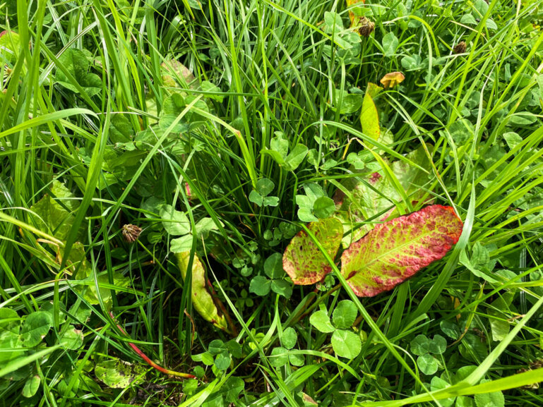 blacken-45-g-harmony-2.5-l-triagol-14_i1200