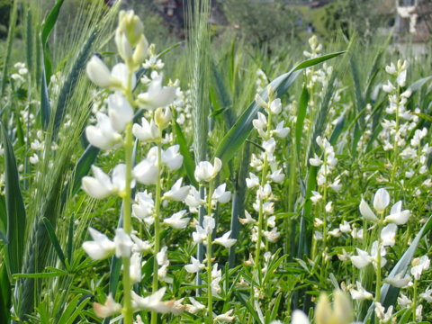 Blaue Lupine_Christine Arncken