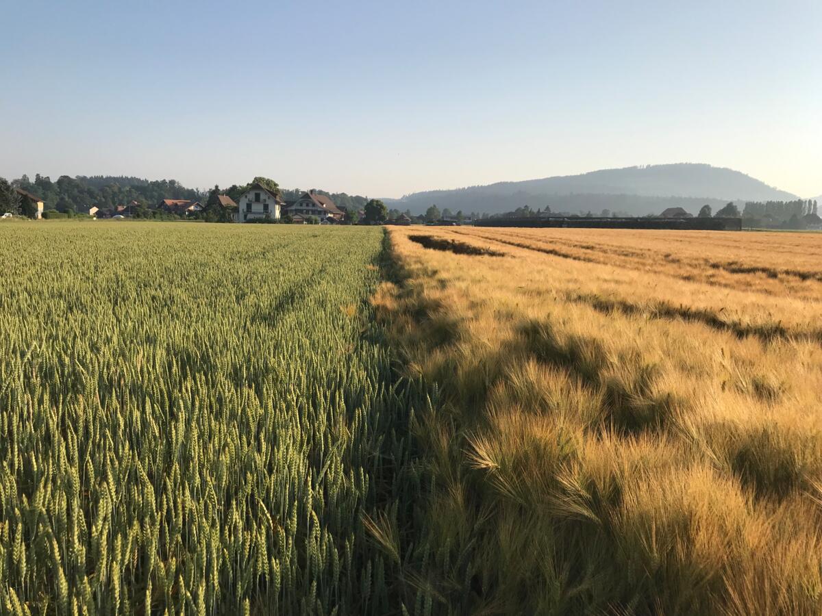 Des variétés de blé fourrager productives