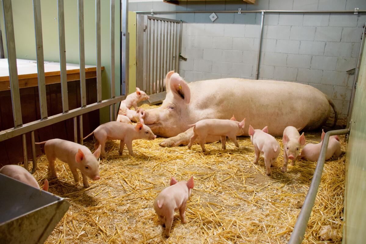 Schweizer Sperma soll kenianische Schweineproduktion vorantreiben
