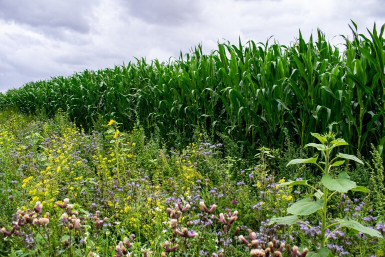 Blühstreifen_Pixabay