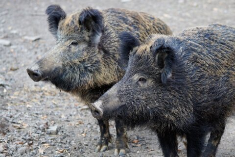 boar-2256296_1920