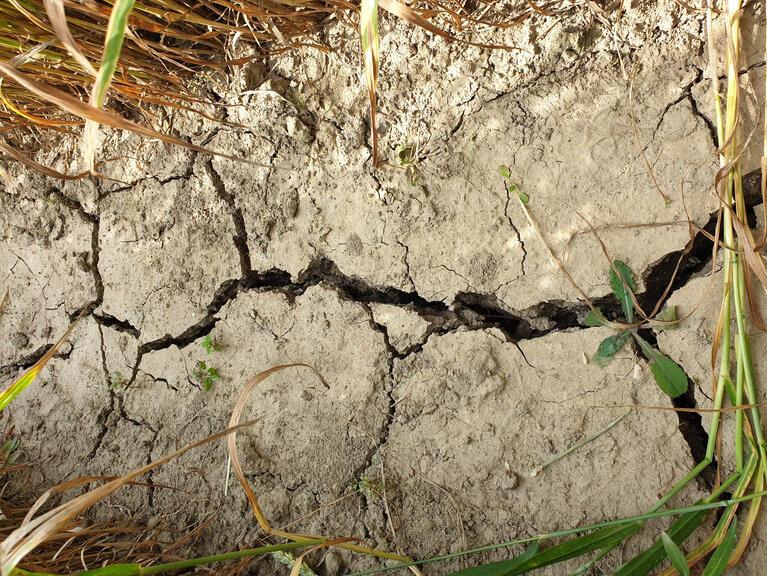 Anpassung an Klima-Veränderung