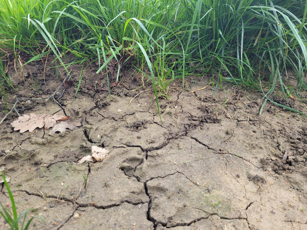  La pluie souhaitée arrive de plus en plus sous forme de fortes précipitations qui érodent le sol.