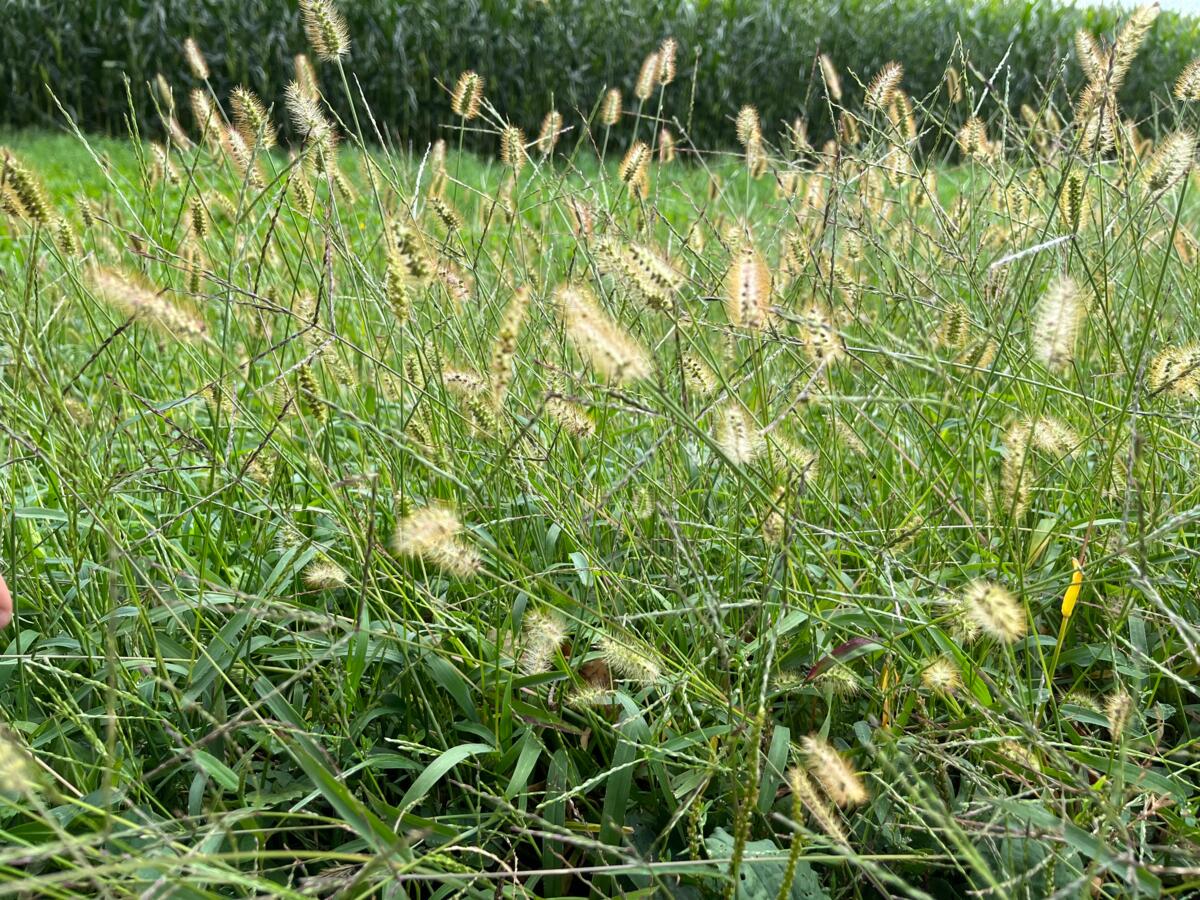 Man hat sich mittlerweile so an das Bild der Borstenhirse auf der Fläche gewöhnt, dass man oft vergisst, dass sie ein Neophyt und kein gewöhnliches Unkr...